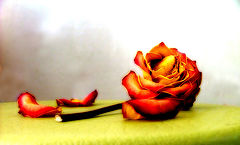 photo "rose"