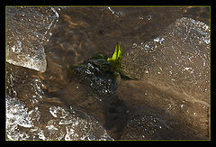 photo "A Power of Life"