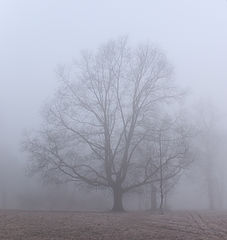 photo "Lost"