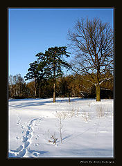photo "2005. Winter etude-2"