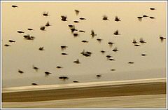 photo "On flight"