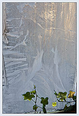 photo "Ice flowers"