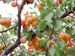photo "Orange summer"