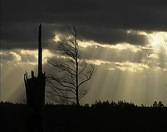 photo "The transformation"