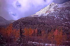photo "Winter Fresh"