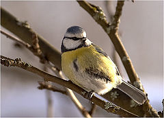 фото "Parus caeruleus"