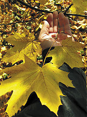 фото "Fall"