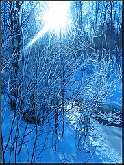 photo "Winter forest1"
