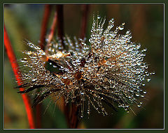 photo "The crystal order of a dandelion."