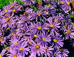 photo "Aster."