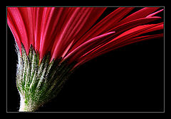 photo "MiniGerb #01"