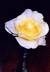photo "Rosa Elena."