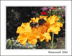 фото "Thirst summer"