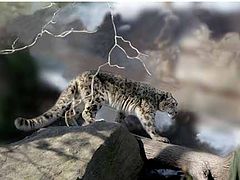 фото "Snow Leopard"