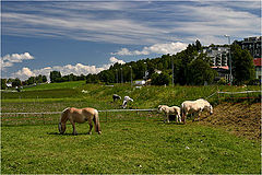 photo "*"