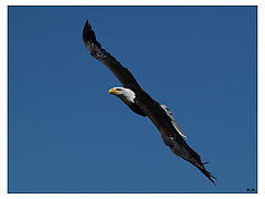 photo "The liberty of the eagle"