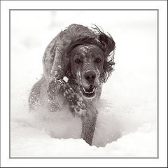 фото "English Setter"