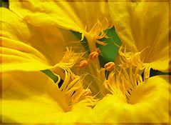 photo "In heart of a flower"