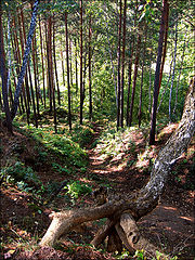 фото "[NAT] III"