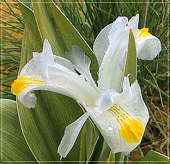 photo "Natural iris"