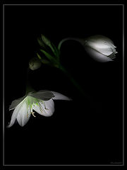 photo "***"