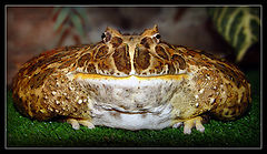 photo "Crumpet...)   (The Barrier ukrashennaya)"