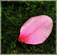 photo "Valentine"