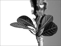 photo "Treatment of light and shade"