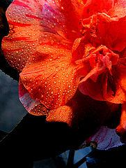 фото "Morning dew"