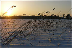 photo "winter chill"