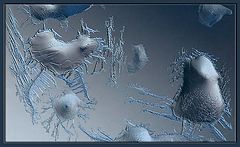 photo "Window Dwellers (4)"