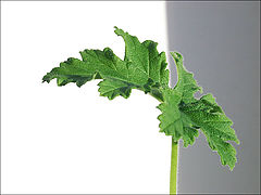 photo "Geranium"