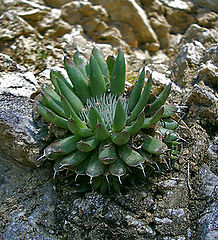 фото "In the middle of stones"