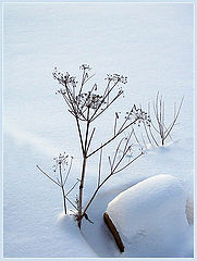 photo "Зимние цветы..."