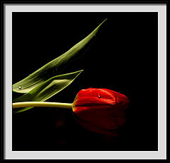 фото "weeping tulip"