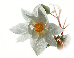 photo "flower"