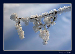 фото "Иней"