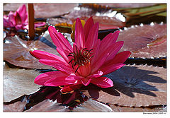 photo "Flower of a lily"