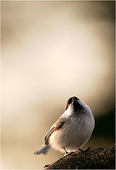 фото "Dreamer"