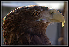 photo "Bald eagle..."