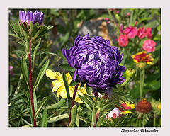 photo "Flowers"