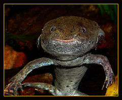 photo "Nice fellow"