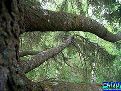 photo "old spruce"