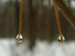 photo "Two"