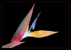 photo "The sweet enchantment of the nature..."