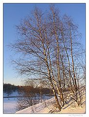 photo "Одинокая берёза..."