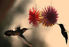 photo "Hummingbirds"