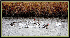photo "Geese on walk"