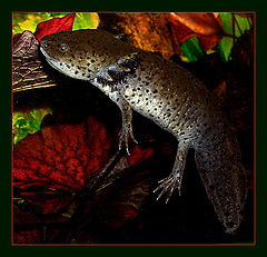 photo "Naive"