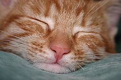 photo "Sweet dreams"